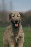 IRISH WOLFHOUND 417